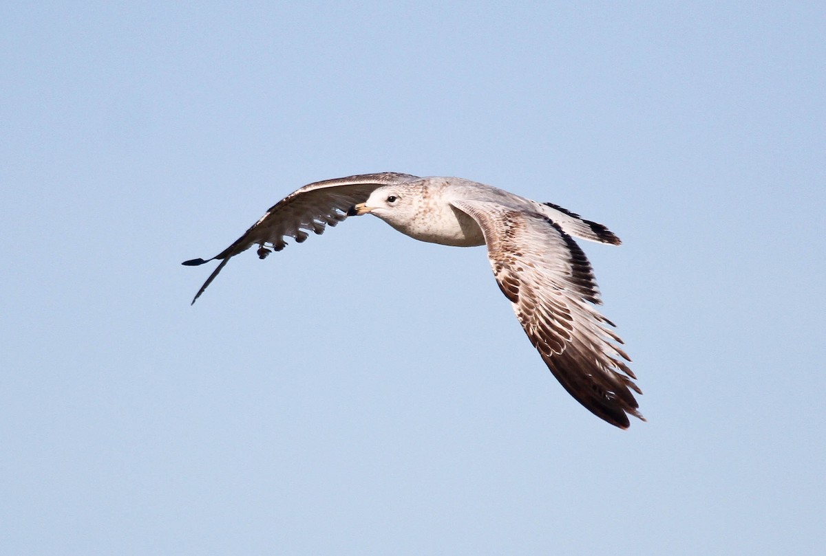 Ring-billed Gull - ML142265571