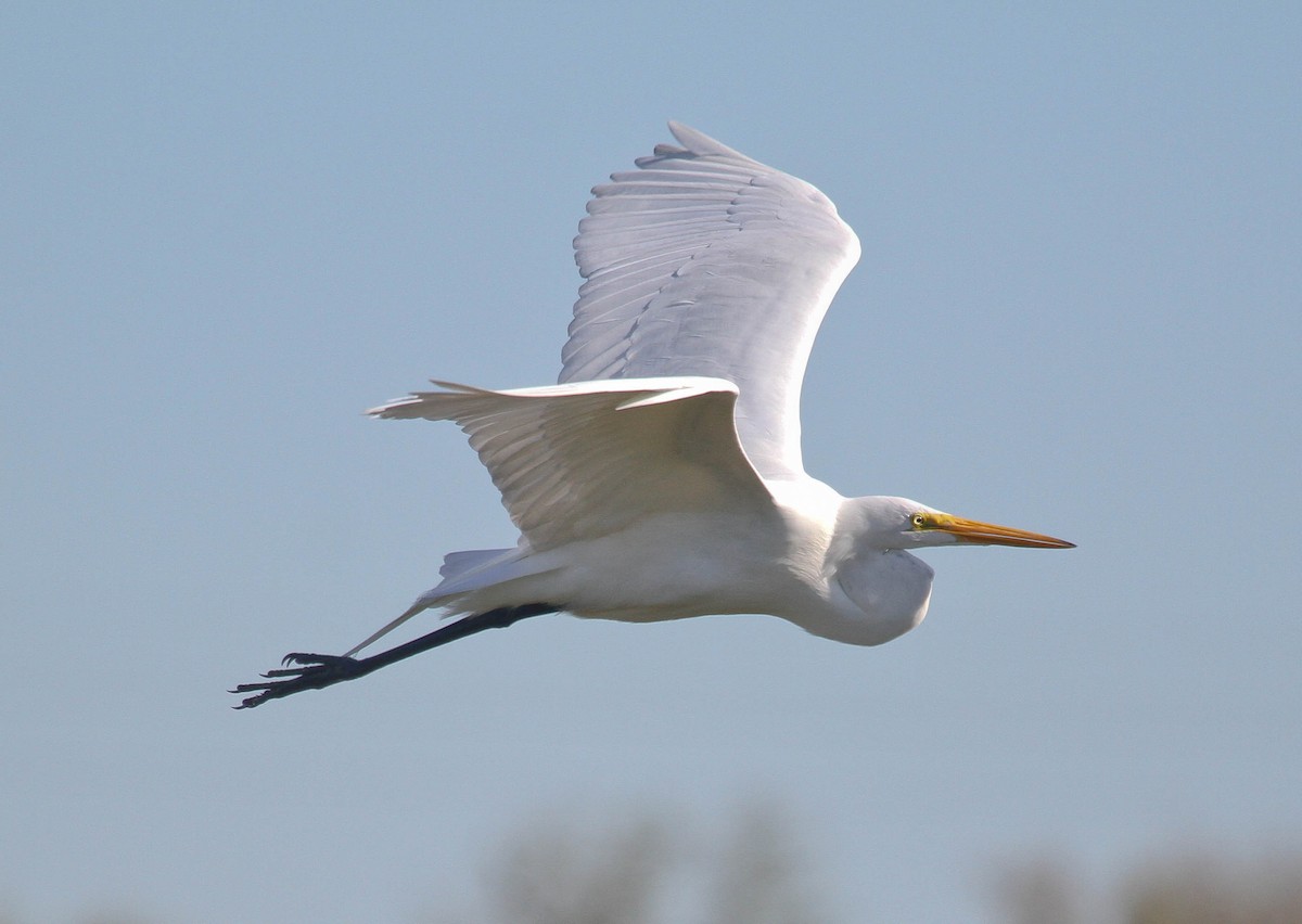 Great Egret - ML142265731