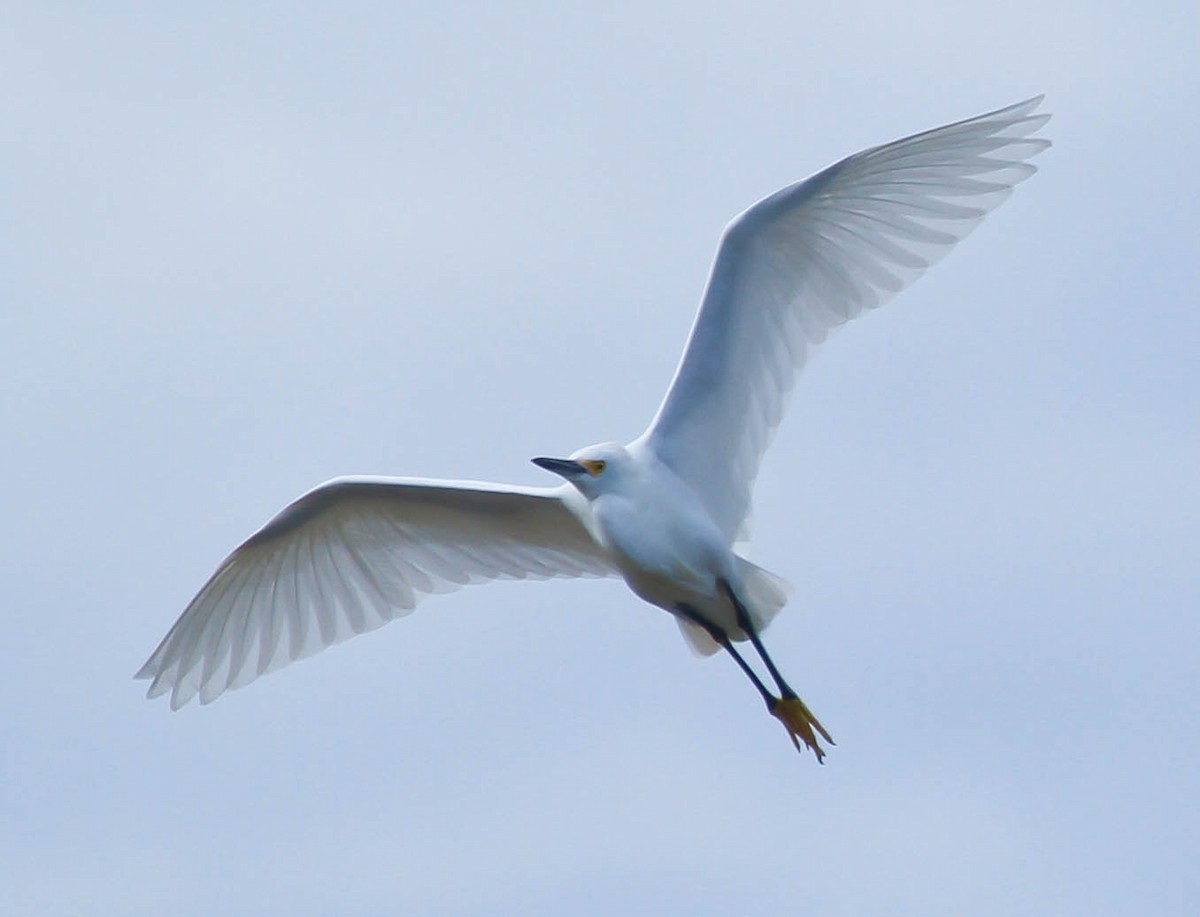 Snowy Egret - ML142265871