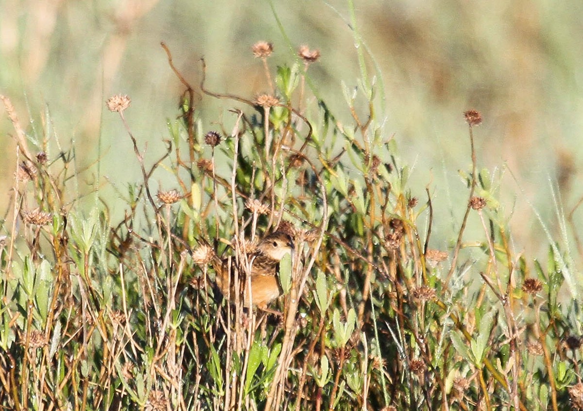 Sedge Wren - ML142266141