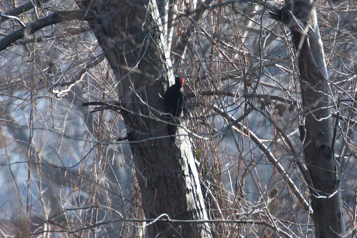 Black Woodpecker - ML142267201