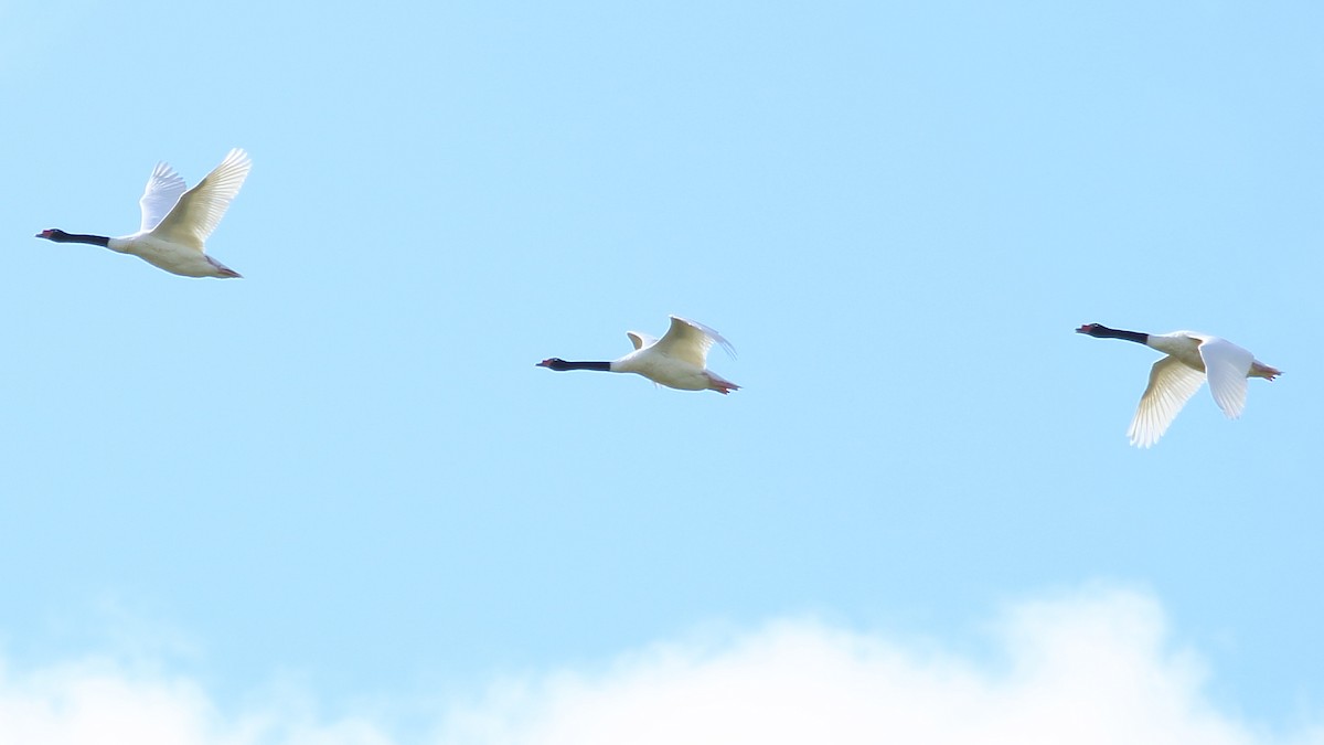 Black-necked Swan - ML142267371