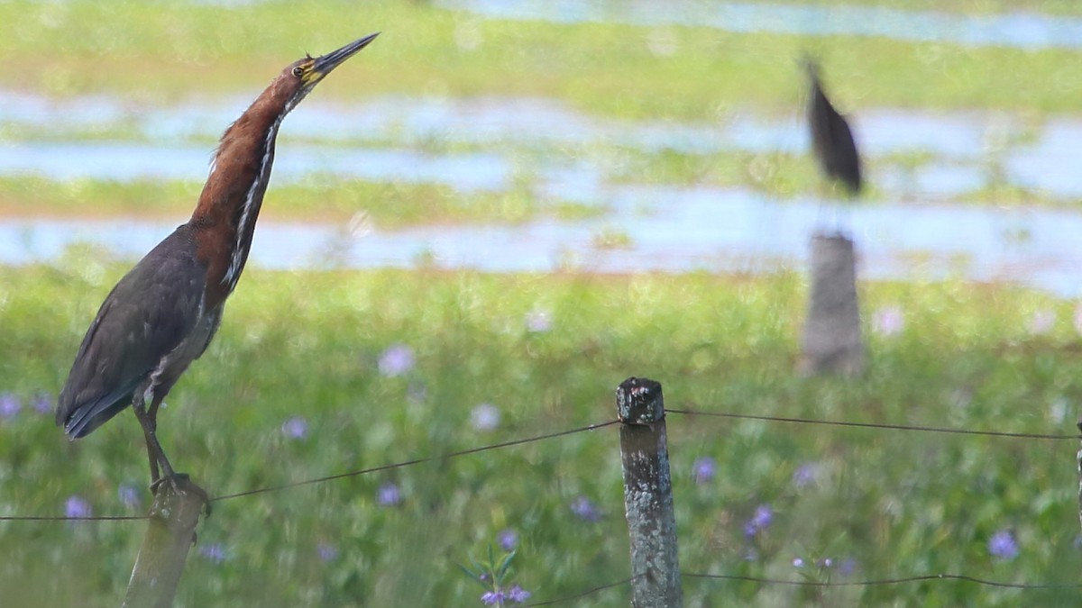 Rufescent Tiger-Heron - ML142267621