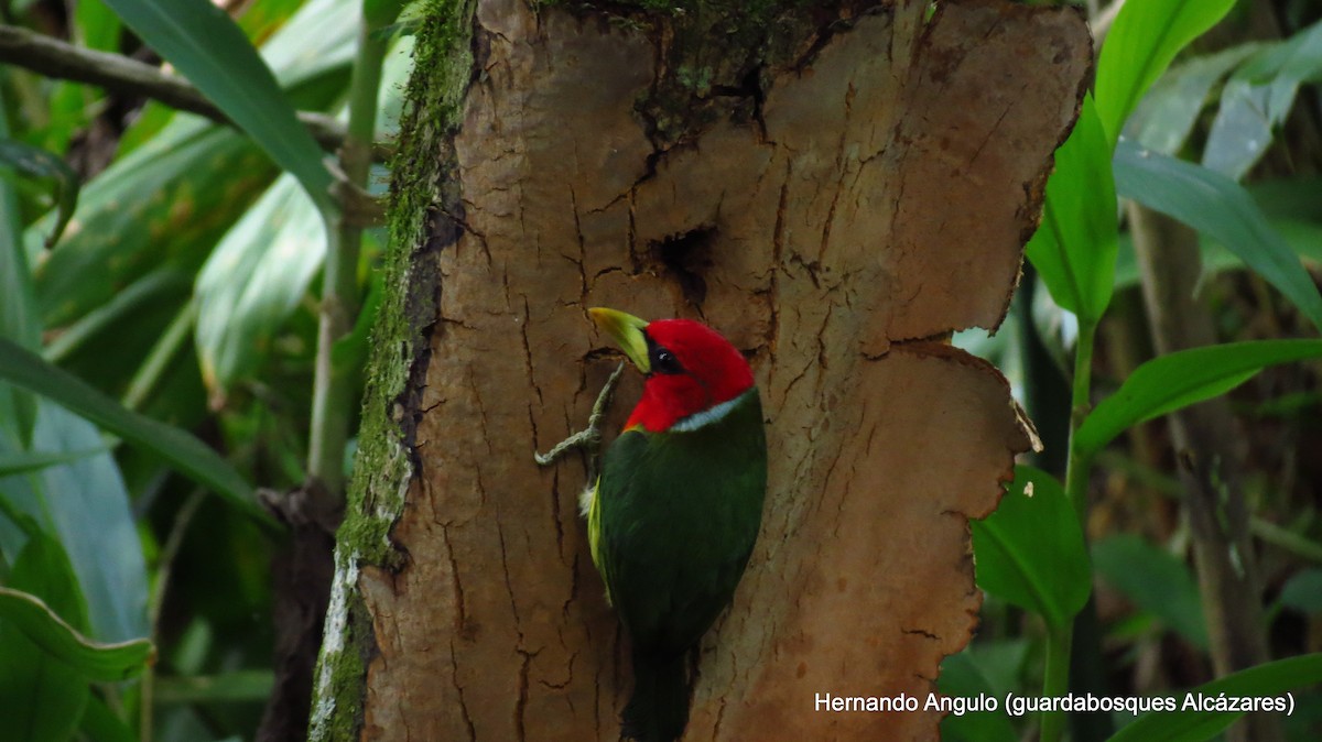 Red-headed Barbet - ML142267811