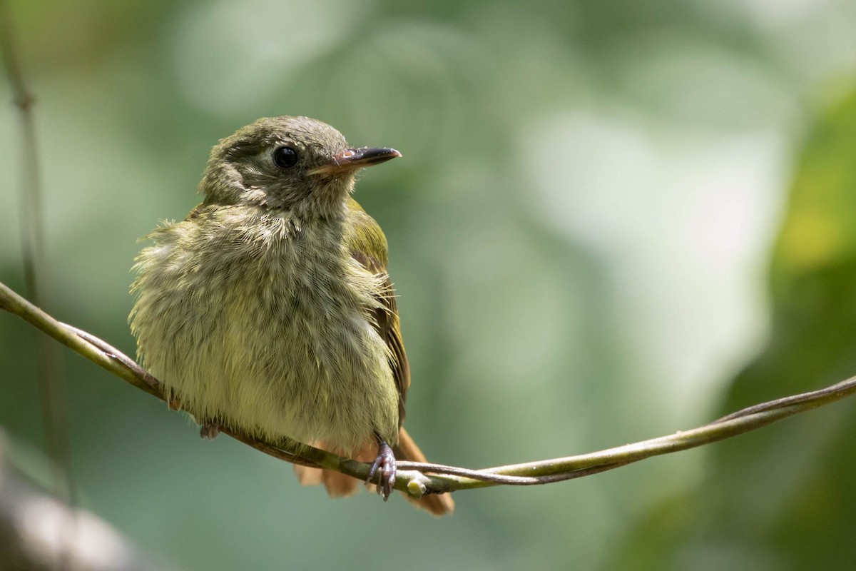 Olive-striped Flycatcher - Anonymous