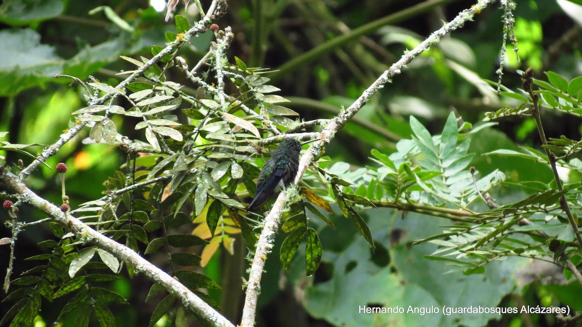 Steely-vented Hummingbird - ML142268041