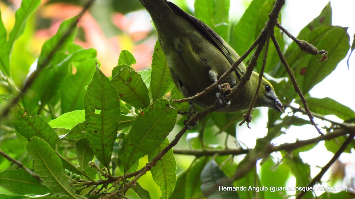 Palm Tanager - ML142268741