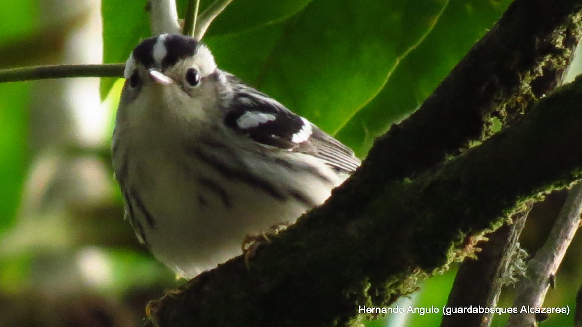 Paruline noir et blanc - ML142268831