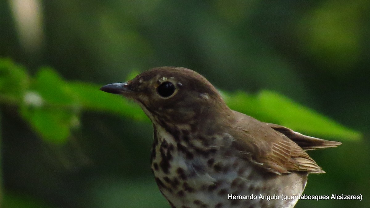 Swainson's Thrush - ML142268951