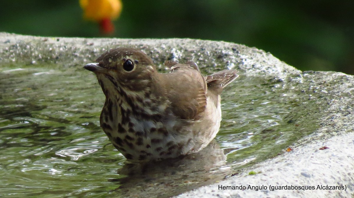 Swainson's Thrush - ML142268991