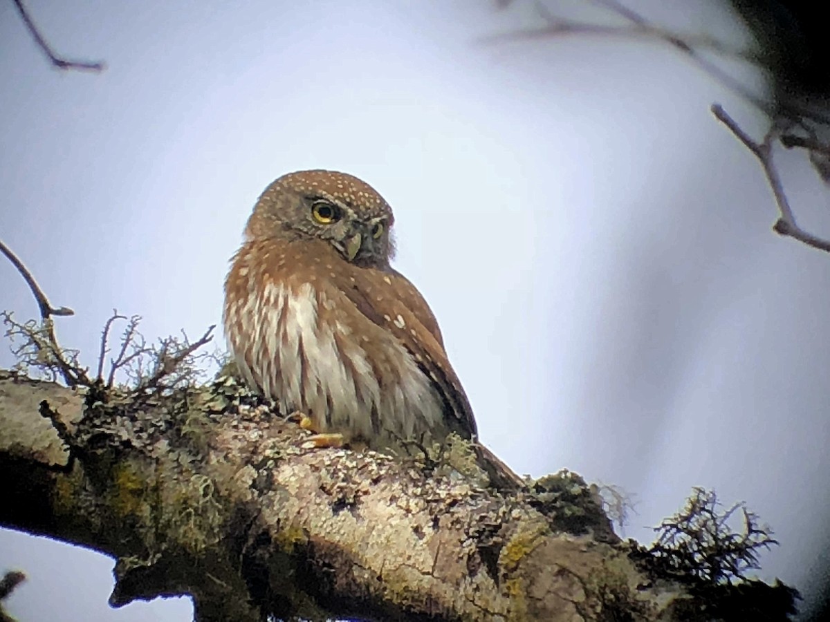 Northern Pygmy-Owl - Matthew Dodder