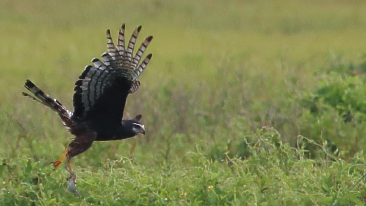 Long-winged Harrier - ML142269831