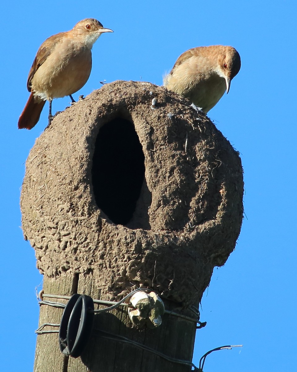Rufous Hornero - ML142270201