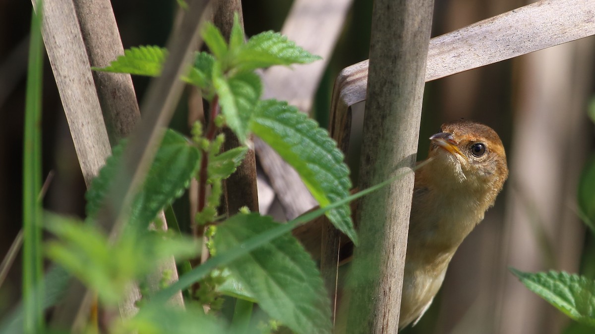 Sulphur-bearded Reedhaunter - ML142270481