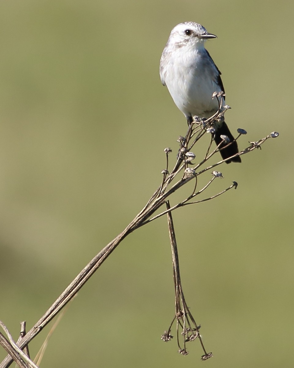 Black-and-white Monjita - ML142271641