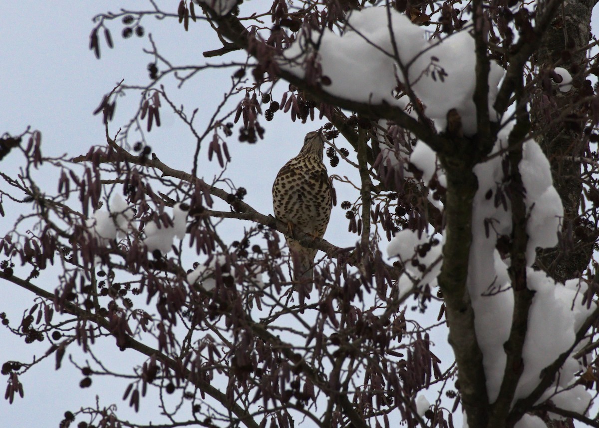 Mistle Thrush - ML142272011