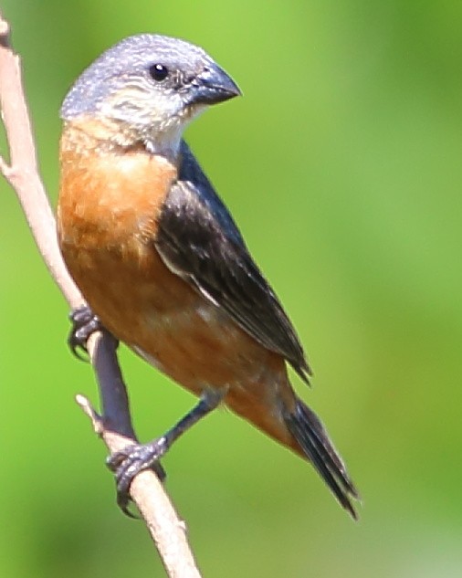 Marsh Seedeater - ML142272361