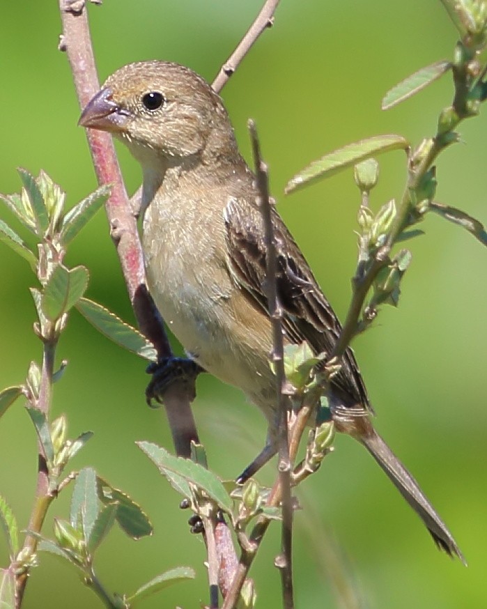 Marsh Seedeater - ML142272481