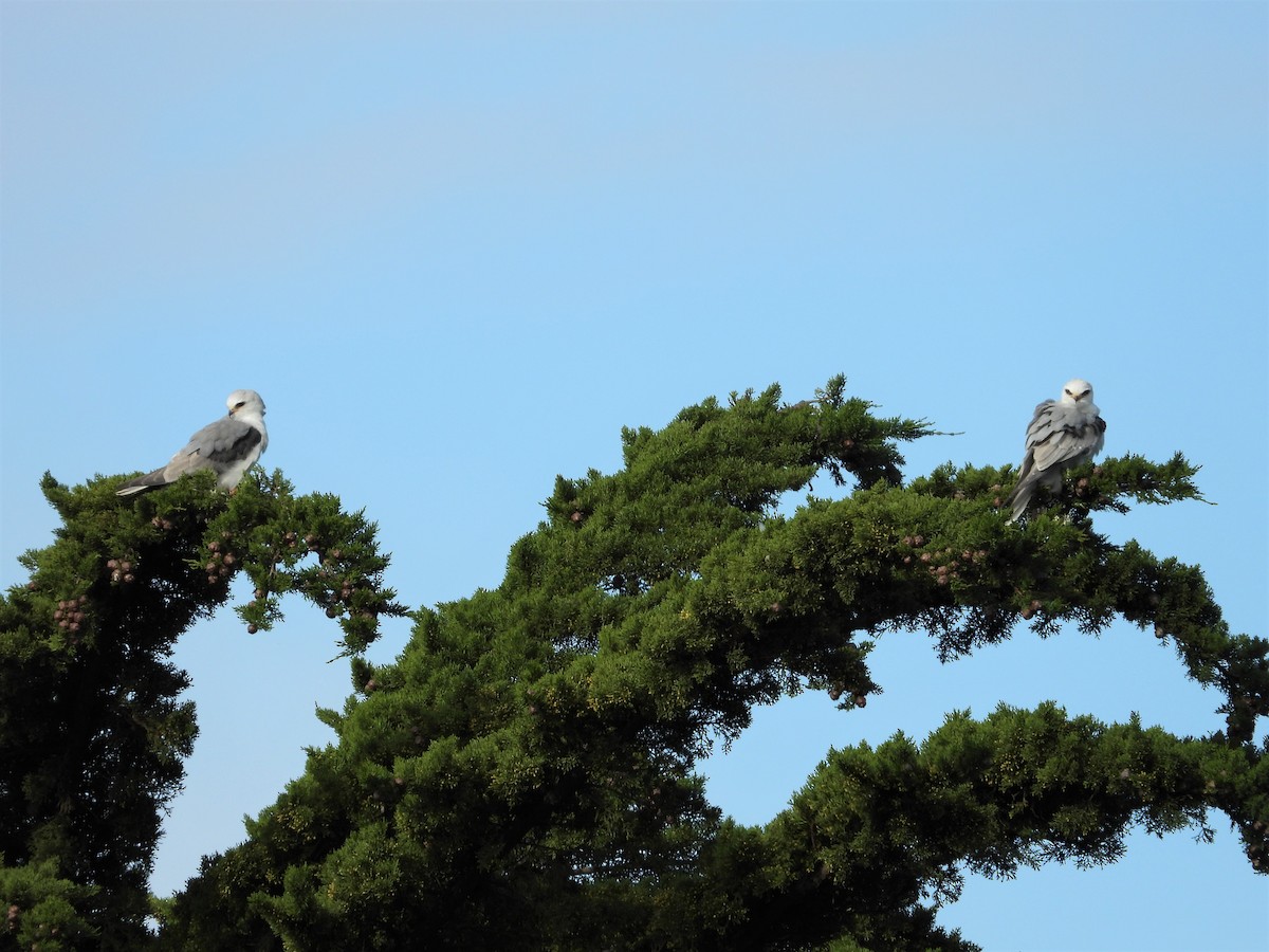 White-tailed Kite - Alex Loos