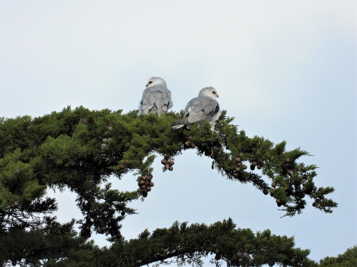 White-tailed Kite - ML142272711