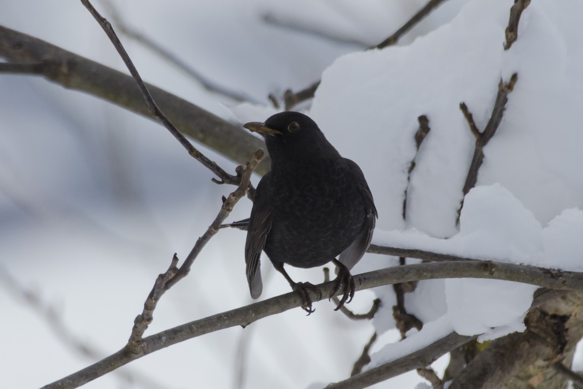 Eurasian Blackbird - ML142272731