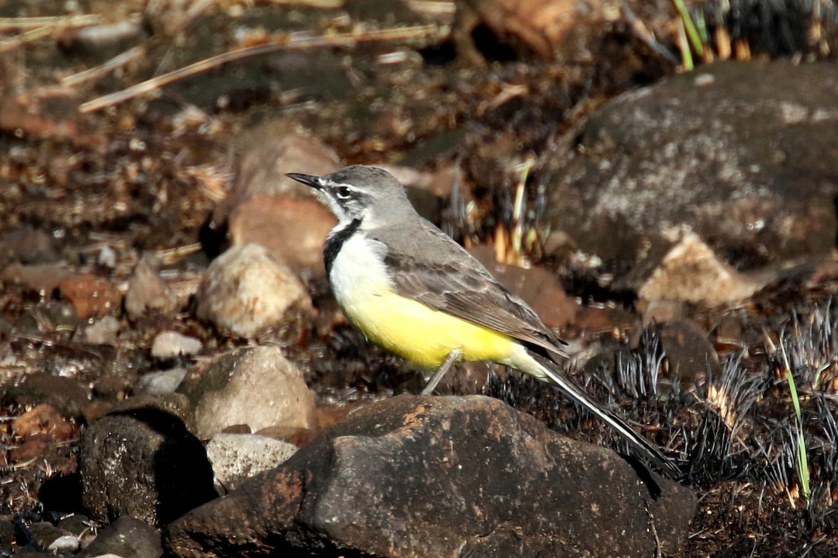 Madagascar Wagtail - Stephen Gast