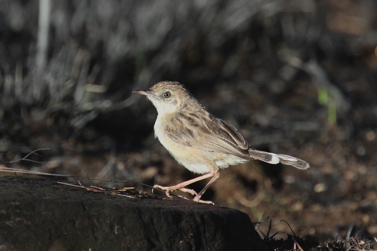 Madagascar Cisticola - ML142272881