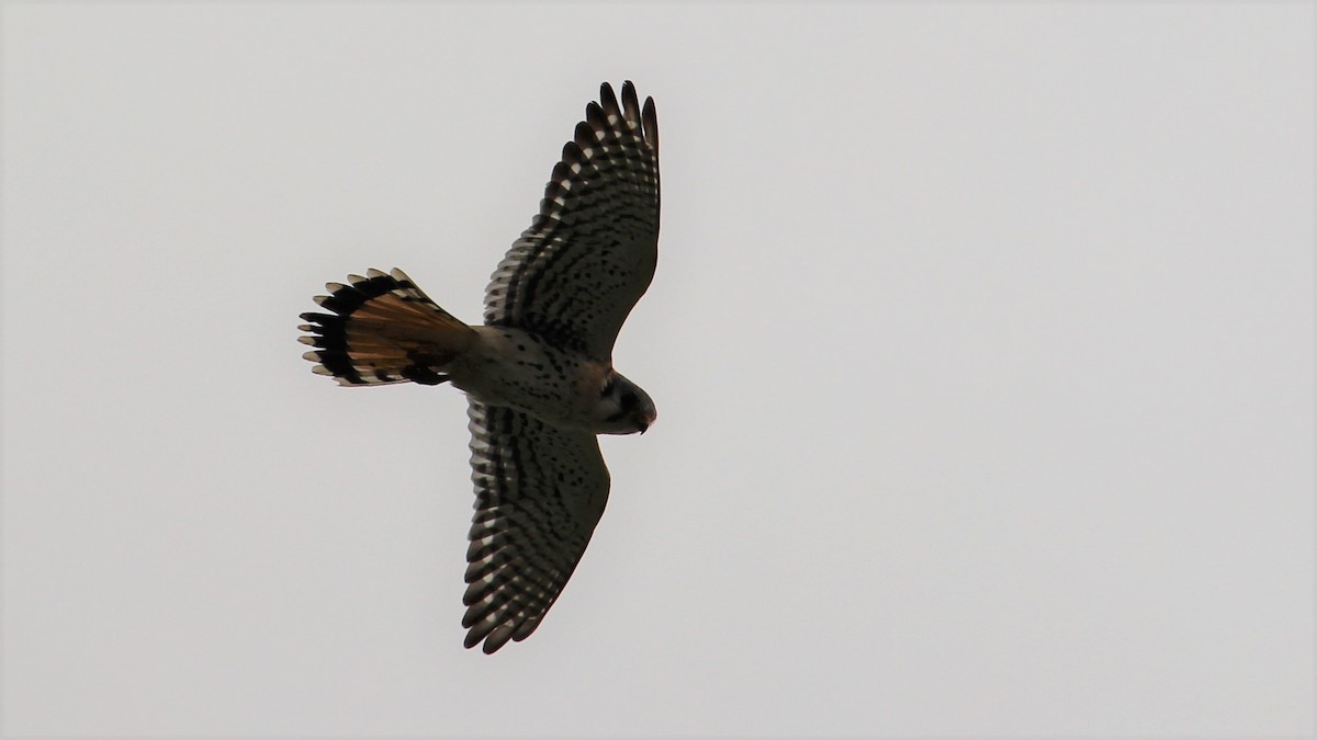 American Kestrel - Kevin Cunningham