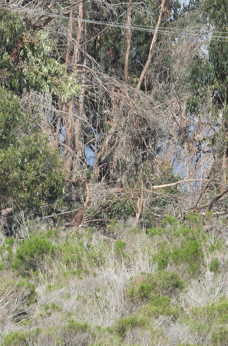 Northern Harrier - ML142275211