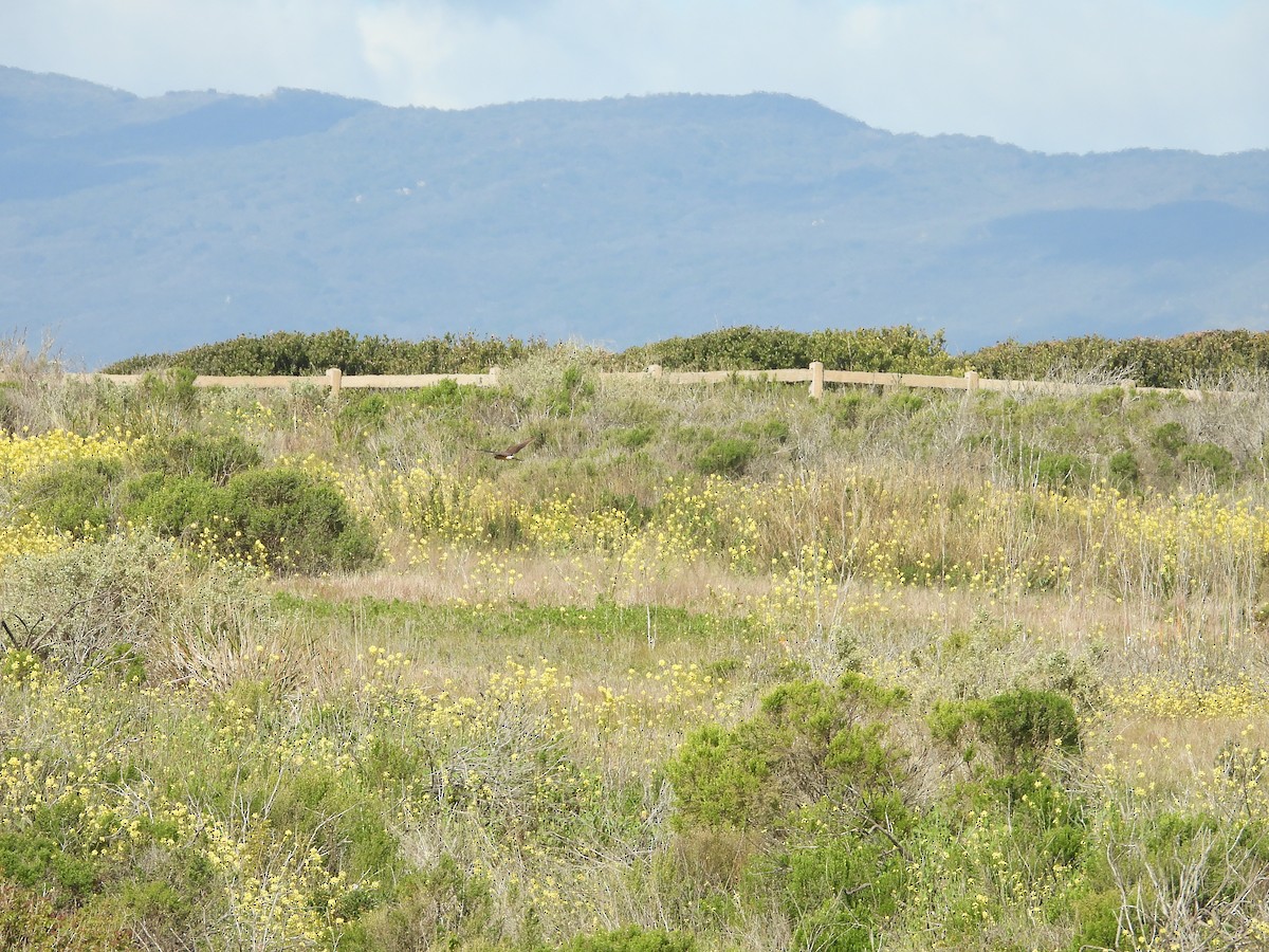 Northern Harrier - ML142275291