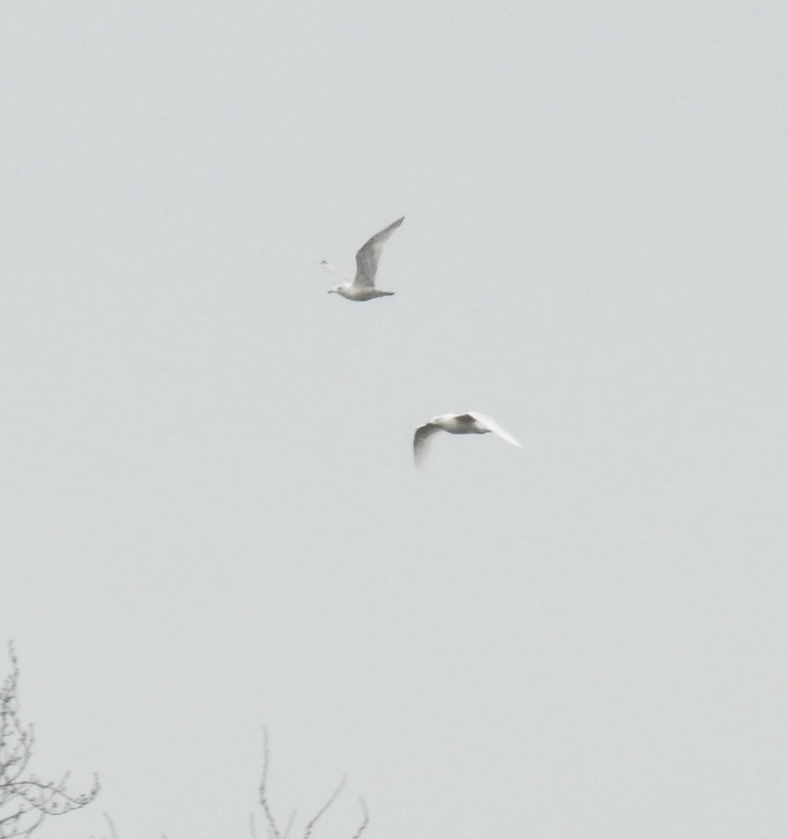 Glaucous Gull - William Tice