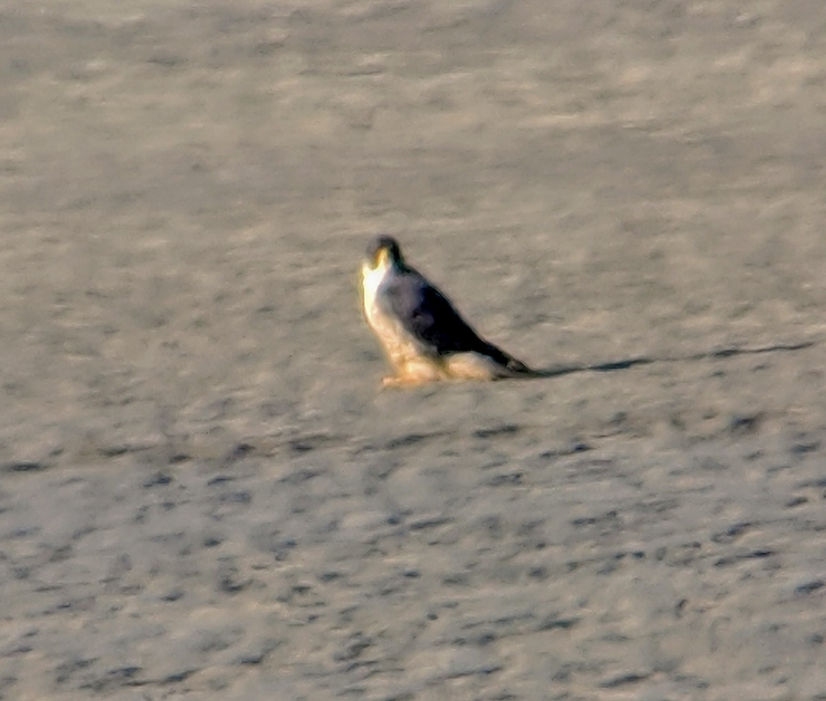 Peregrine Falcon - ML142278511