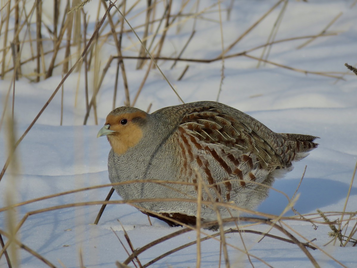 Gray Partridge - ML142283371