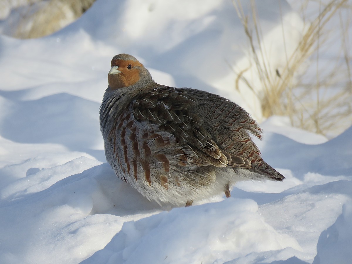 Gray Partridge - ML142283381