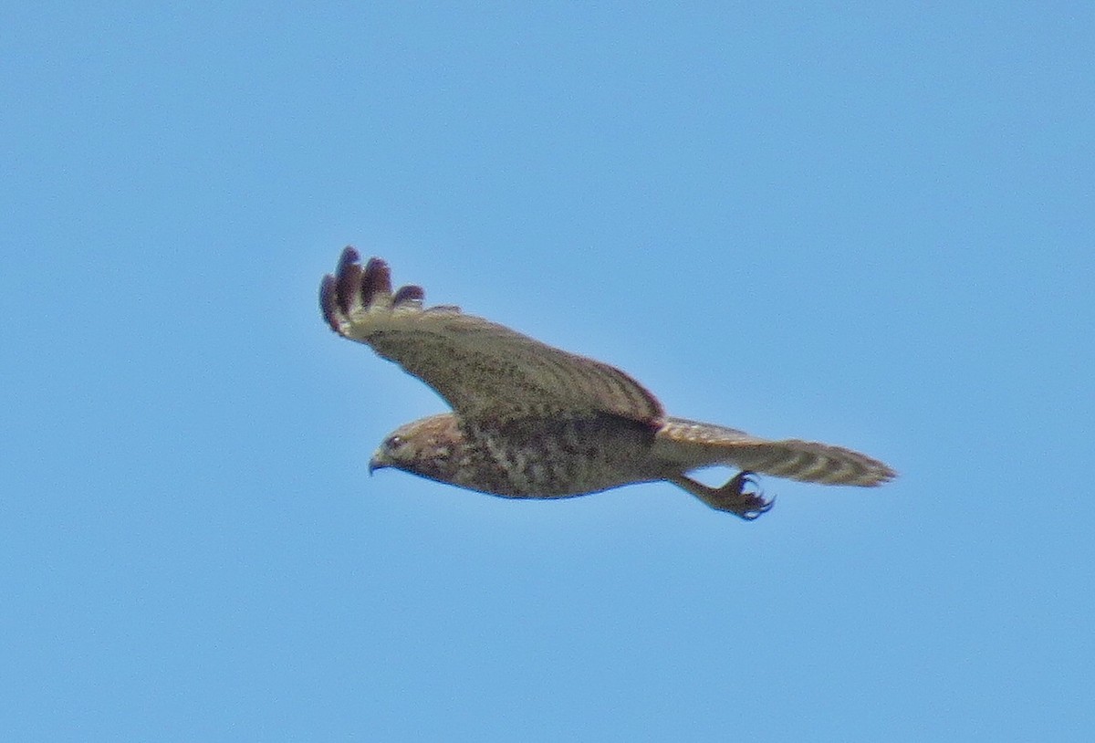 Red-shouldered Hawk - Lisa Cancade Hackett