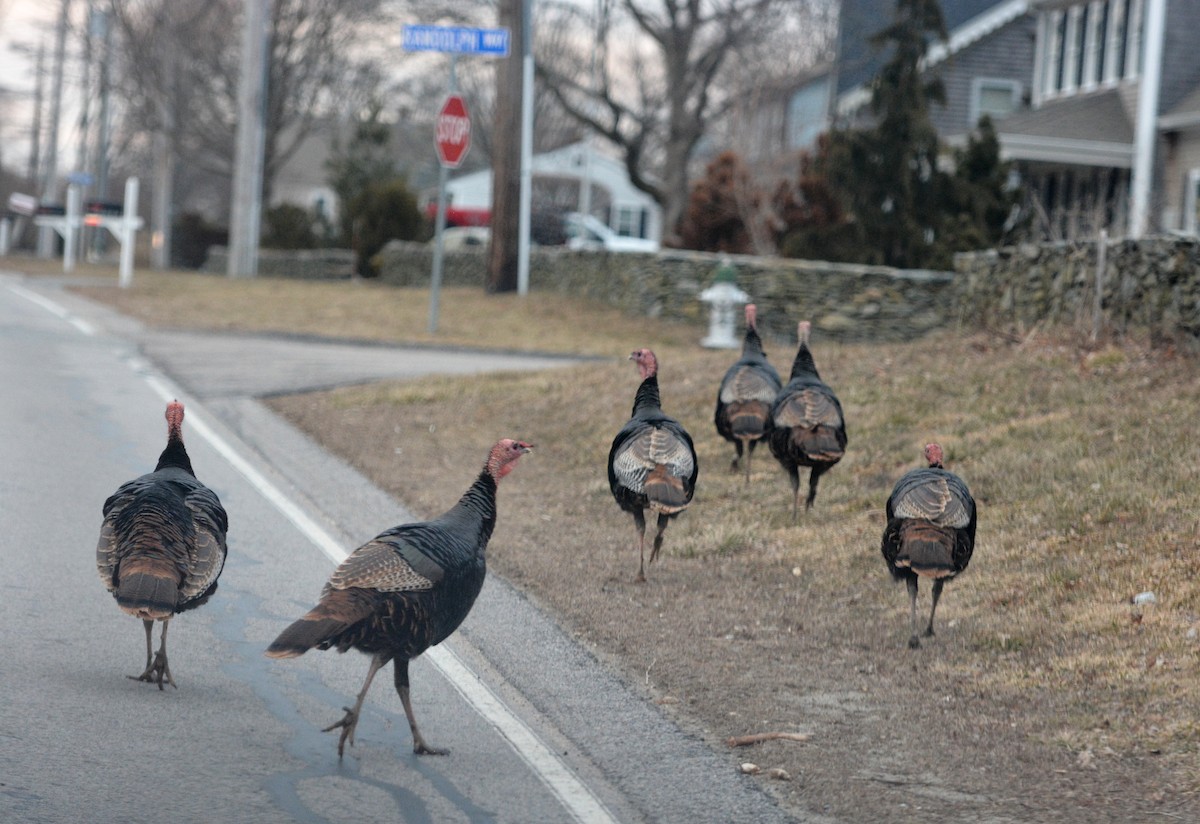 Wild Turkey - Melissa Barker