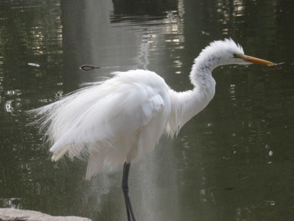 Great Egret - Kai Miller