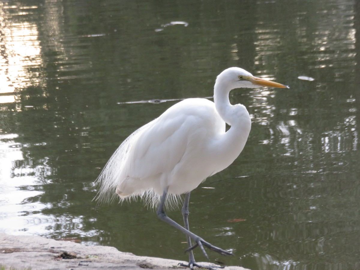 Great Egret - Kai Miller