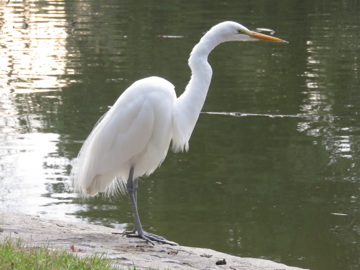 Great Egret - Kai Miller