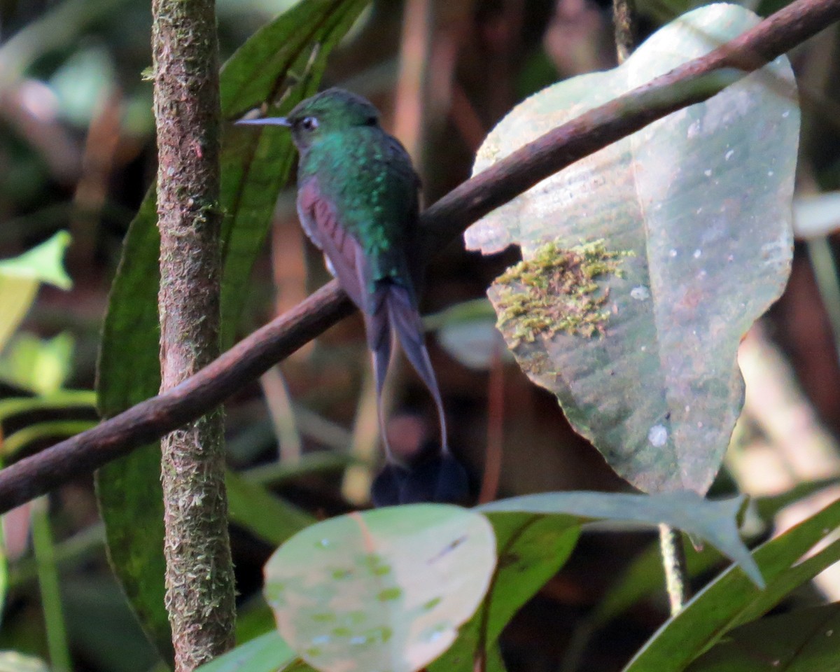 Colibrí de Raquetas Faldiblanco - ML142288781