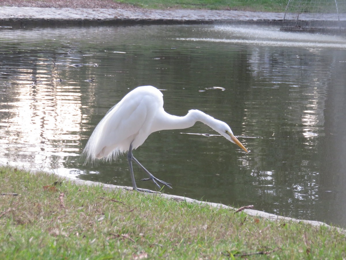 Great Egret - Kai Miller