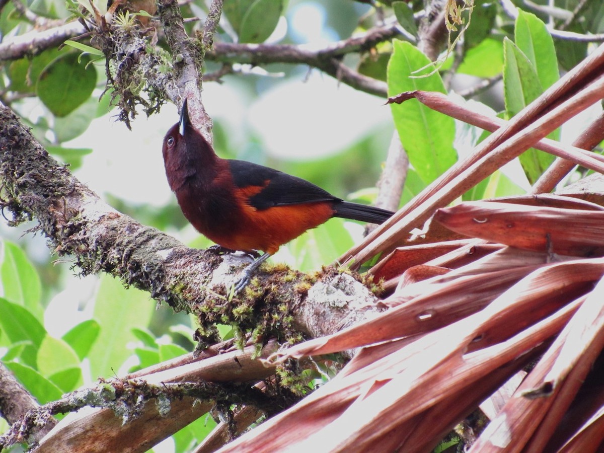 Martinique Oriole - ML142289471