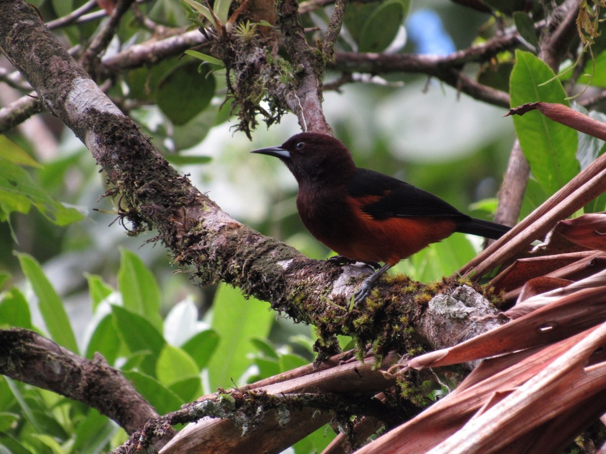 Martinique Oriole - ML142289481