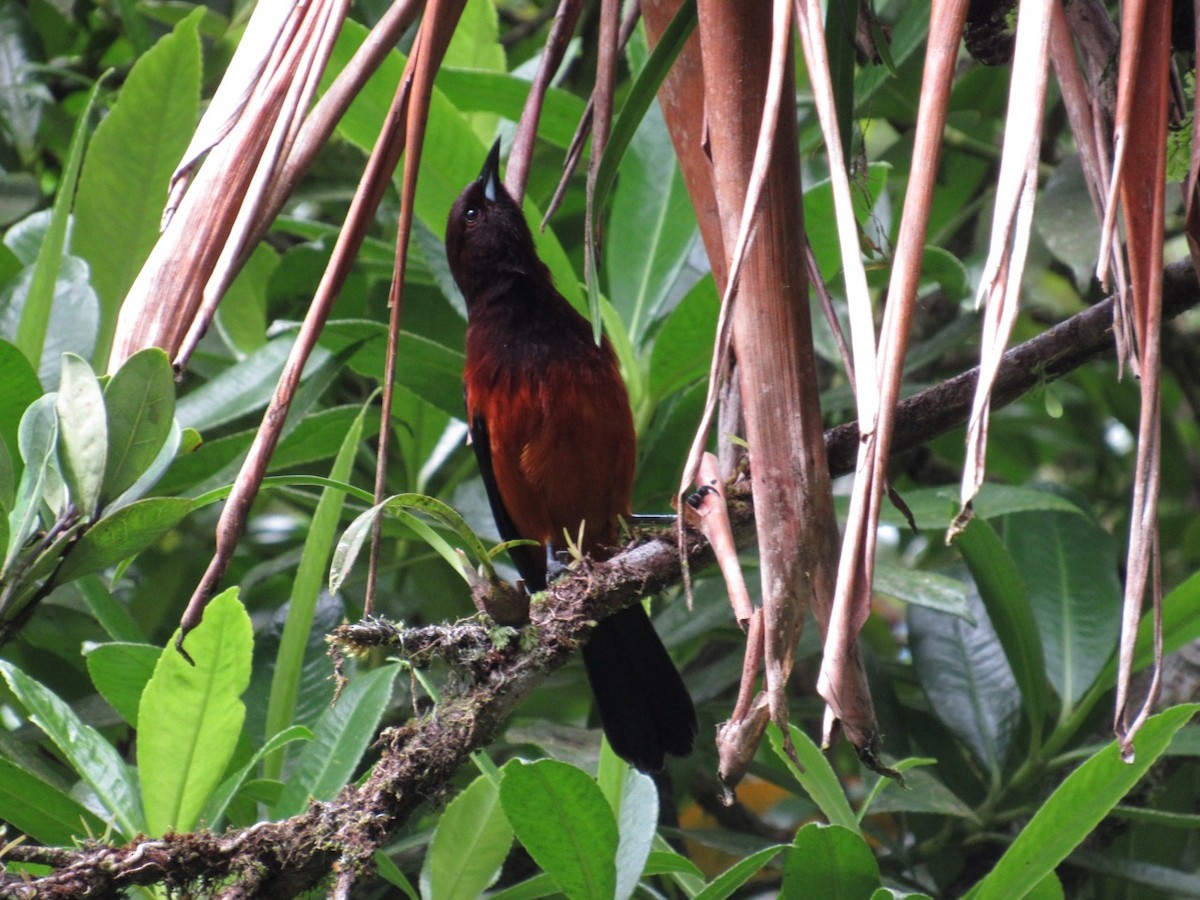 Martinique Oriole - ML142289501