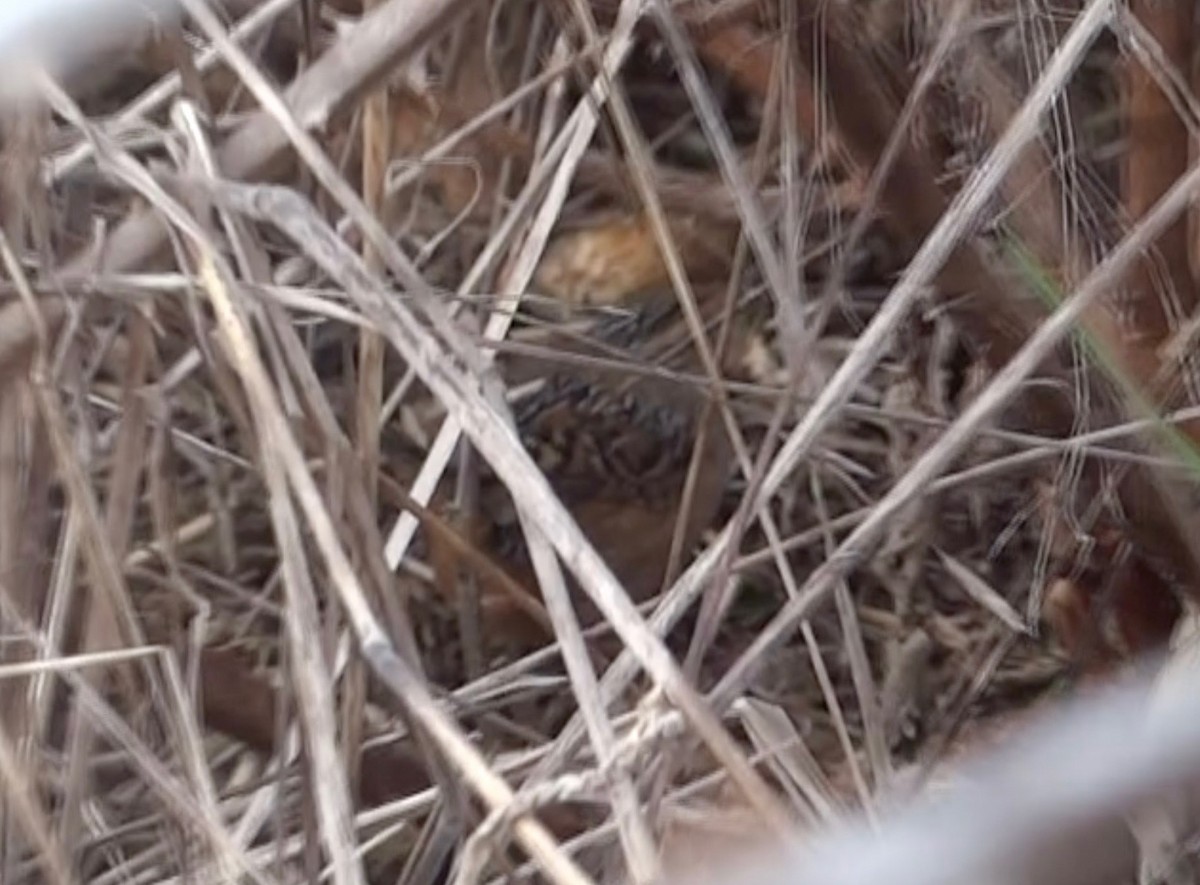 Sedge Wren - ML142289841