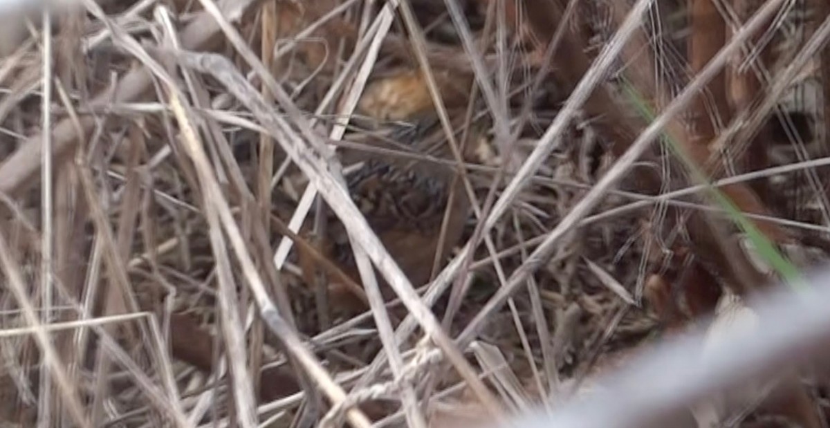 Sedge Wren - Aaron Beerman