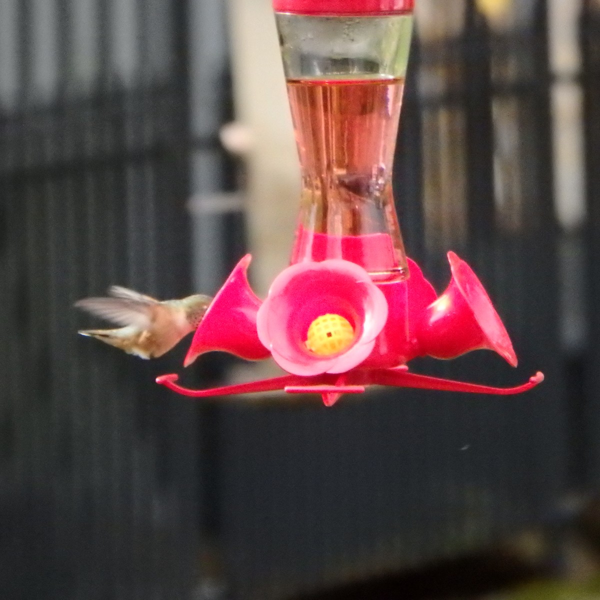 Rufous Hummingbird - ML142293131
