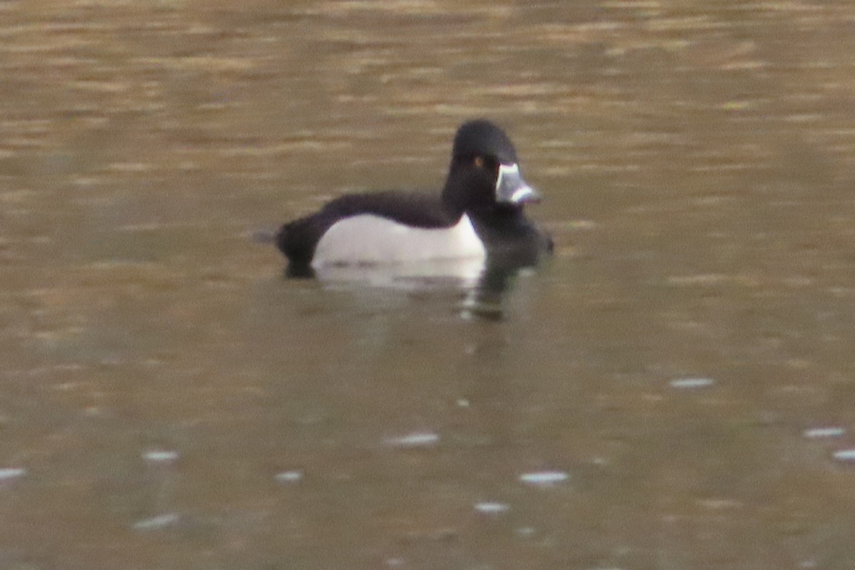 Ring-necked Duck - ML142294441