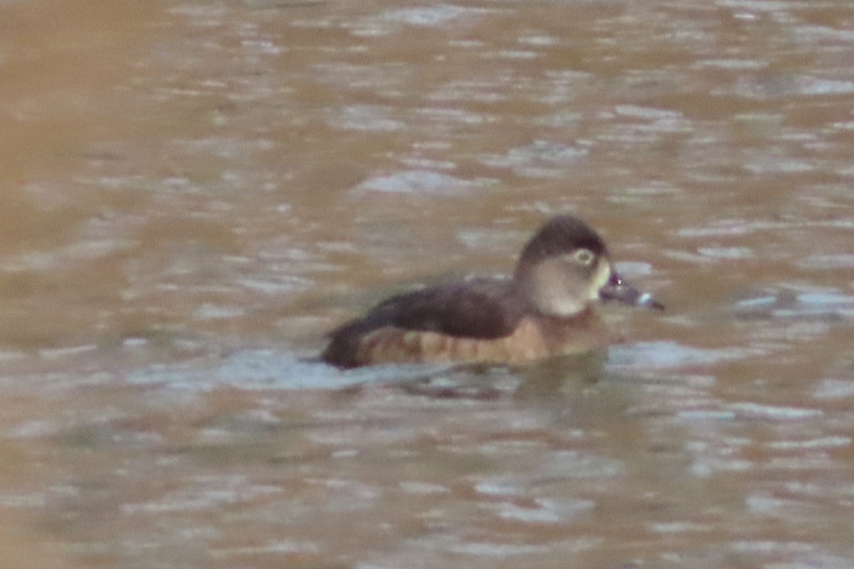 Ring-necked Duck - ML142294501