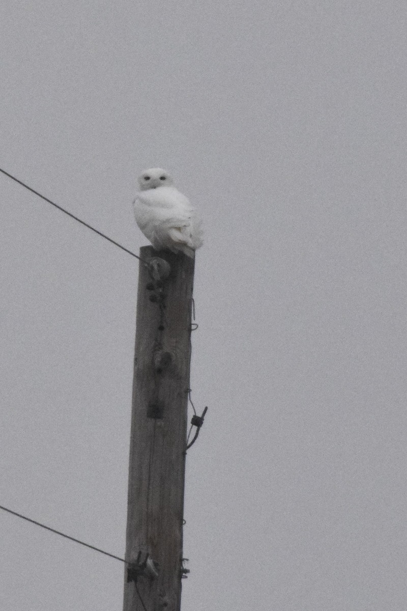 Snowy Owl - ML142295301